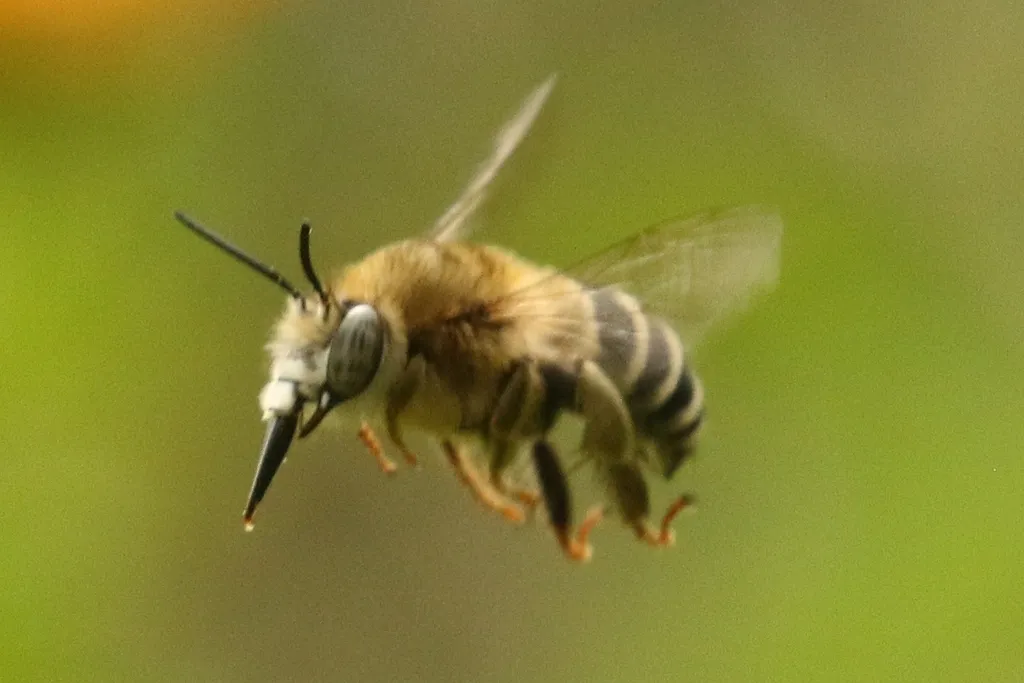Anthophora capistrata - photo 2