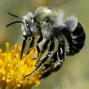 Anthophora centriformis