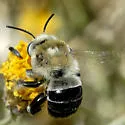Anthophora centriformis - photo 2