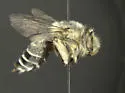 Anthophora crotchii