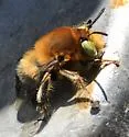 Anthophora crotchii - photo 2