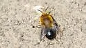 Anthophora crotchii - photo 3
