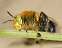 Anthophora crotchii - photo 4