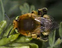 Anthophora crotchii - photo 5