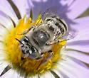 Anthophora curta