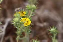 Anthophora curta - photo 2
