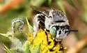 Anthophora curta - photo 3
