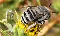 Anthophora curta - photo 4