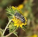 Anthophora curta - photo 5