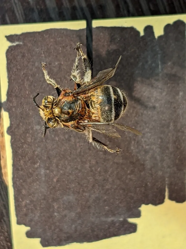 Anthophora fedorica - photo 2