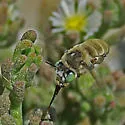 Anthophora flavocincta