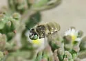 Anthophora flavocincta - photo 3