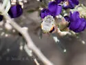 Anthophora hololeuca - photo 2