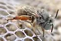 Anthophora hololeuca - photo 3
