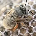 Anthophora hololeuca - photo 4