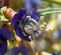 Anthophora hololeuca - photo 5