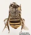 Anthophora marginata