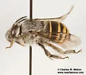 Anthophora marginata - photo 2