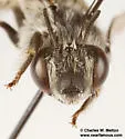 Anthophora marginata - photo 3