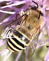 Anthophora montana - Anthophora montana