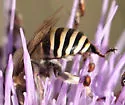 Anthophora montana - photo 2