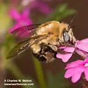Anthophora montana - photo 3
