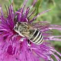 Anthophora montana - photo 4