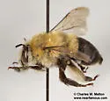 Anthophora montana - photo 5