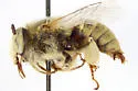 Anthophora mortuaria - Anthophora mortuaria