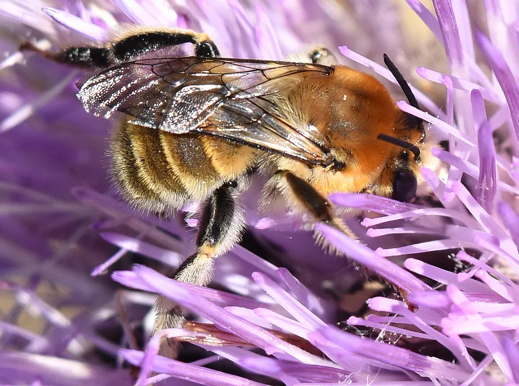 Anthophora occidentalis - photo 2