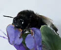 Anthophora pacifica - Anthophora pacifica