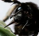 Anthophora pacifica - photo 2