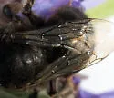 Anthophora pacifica - photo 3