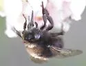 Anthophora pacifica - photo 4