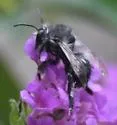 Anthophora pacifica - photo 5