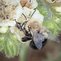 Anthophora phaceliae