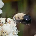 Anthophora phaceliae - photo 2
