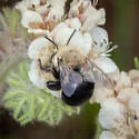 Anthophora phaceliae - photo 3