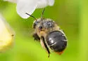 Anthophora terminalis - photo 2