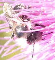 Anthophora terminalis - photo 3