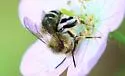 Anthophora terminalis - photo 4