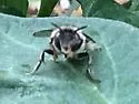 Anthophora terminalis - photo 5