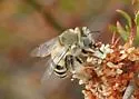 Urbane Digger Bee