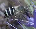 Urbane Digger Bee - photo 2