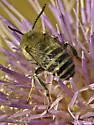 Urbane Digger Bee - photo 3