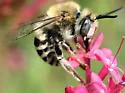 Urbane Digger Bee - photo 4