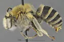 Urbane Digger Bee - photo 5
