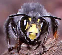 Anthophora ursina - photo 2