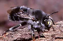 Anthophora ursina - photo 3