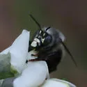 Anthophora ursina - photo 4